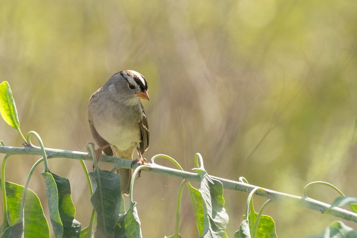 White-crowned Sparrow - ML642746594