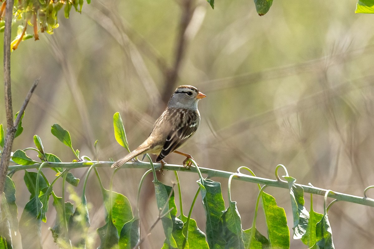 White-crowned Sparrow - ML642746595