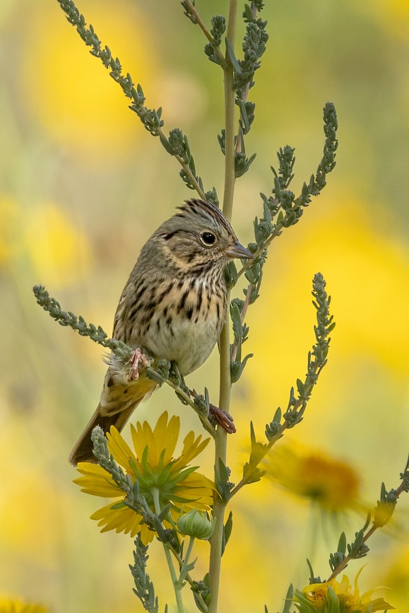 Lincoln's Sparrow - ML642746604