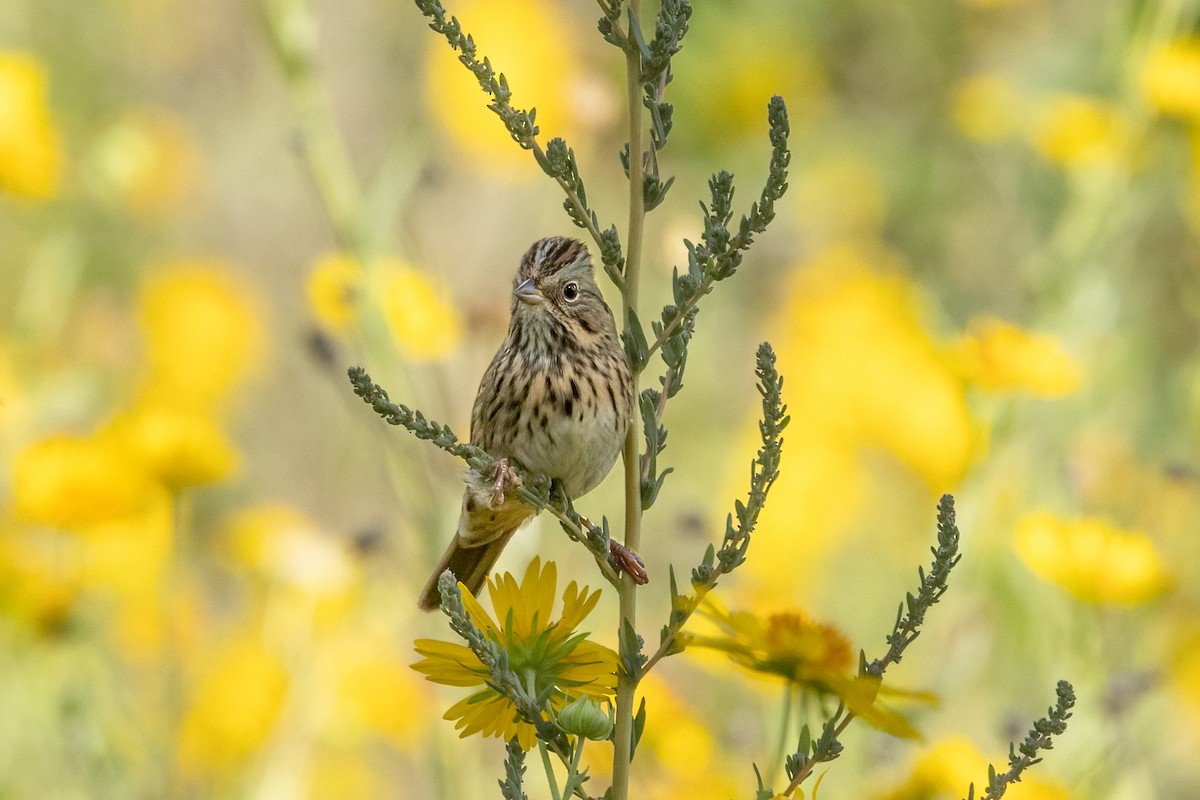 Lincoln's Sparrow - ML642746605