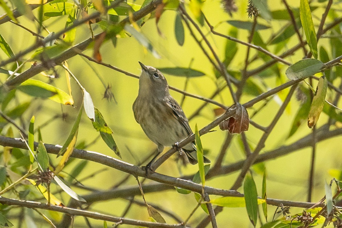 Yellow-rumped Warbler - ML642746606