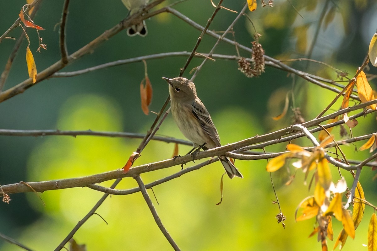 Yellow-rumped Warbler - ML642746607