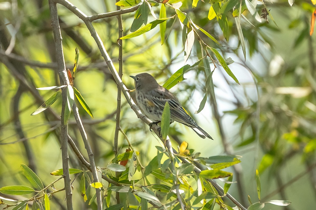 Yellow-rumped Warbler - ML642746608