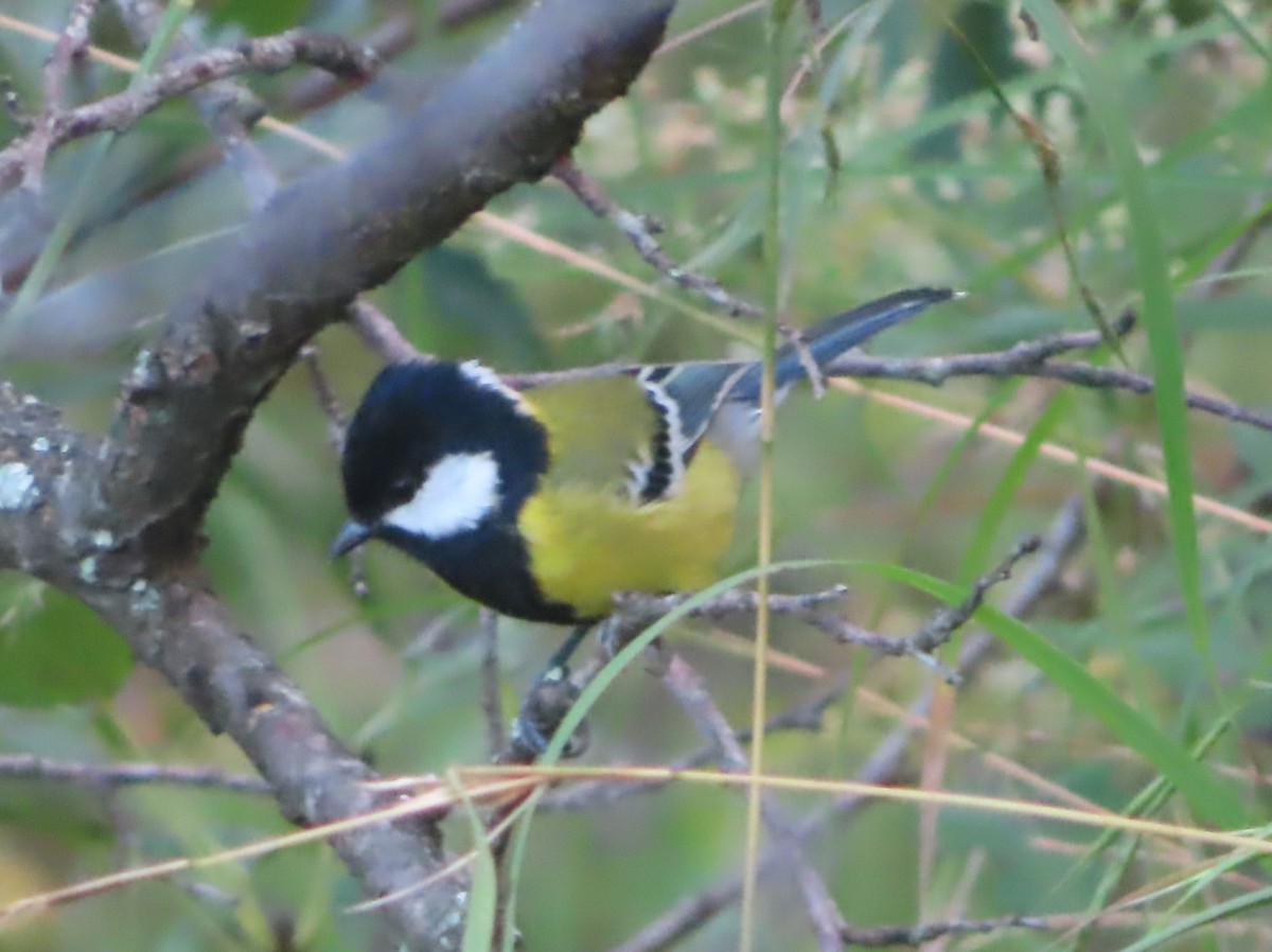 Green-backed Tit - ML642746612