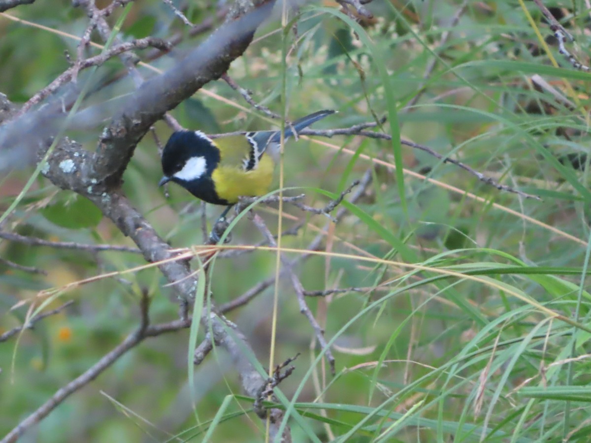 Green-backed Tit - ML642746613