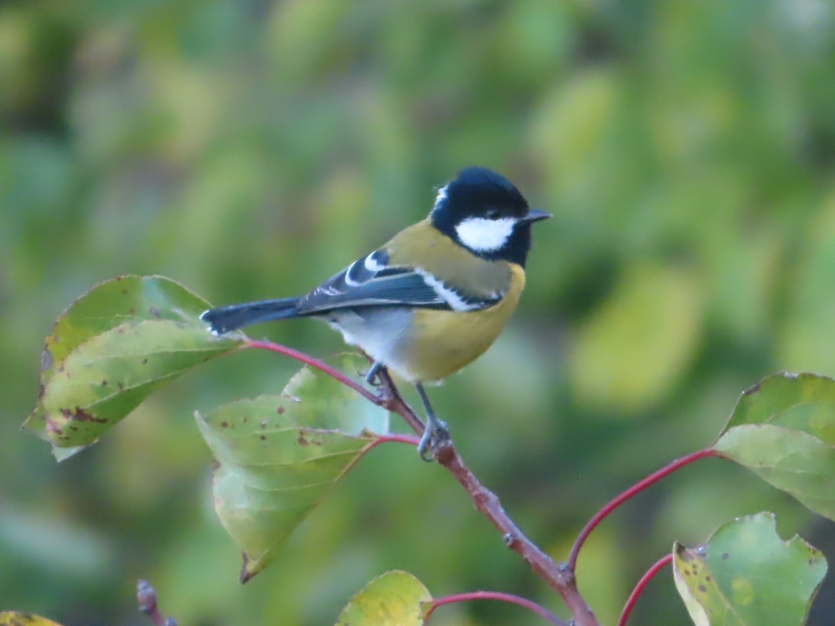 Green-backed Tit - ML642746614