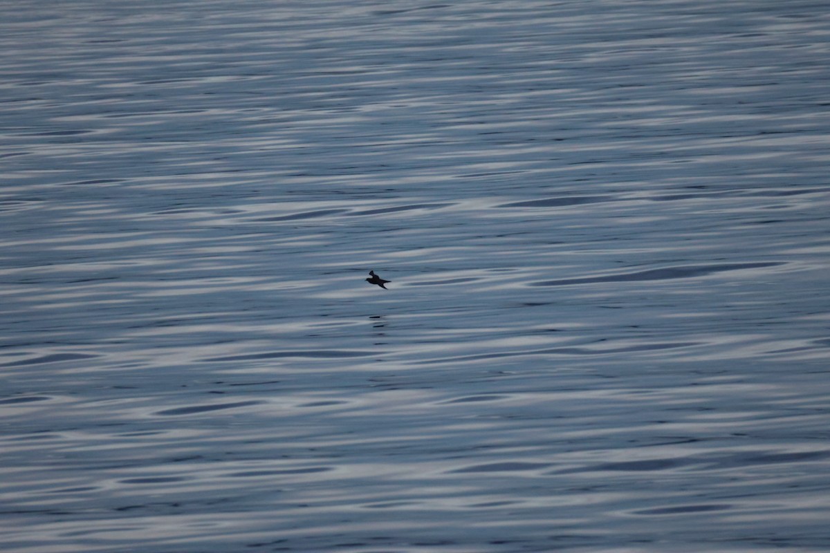 Short-tailed Shearwater - ML642746627
