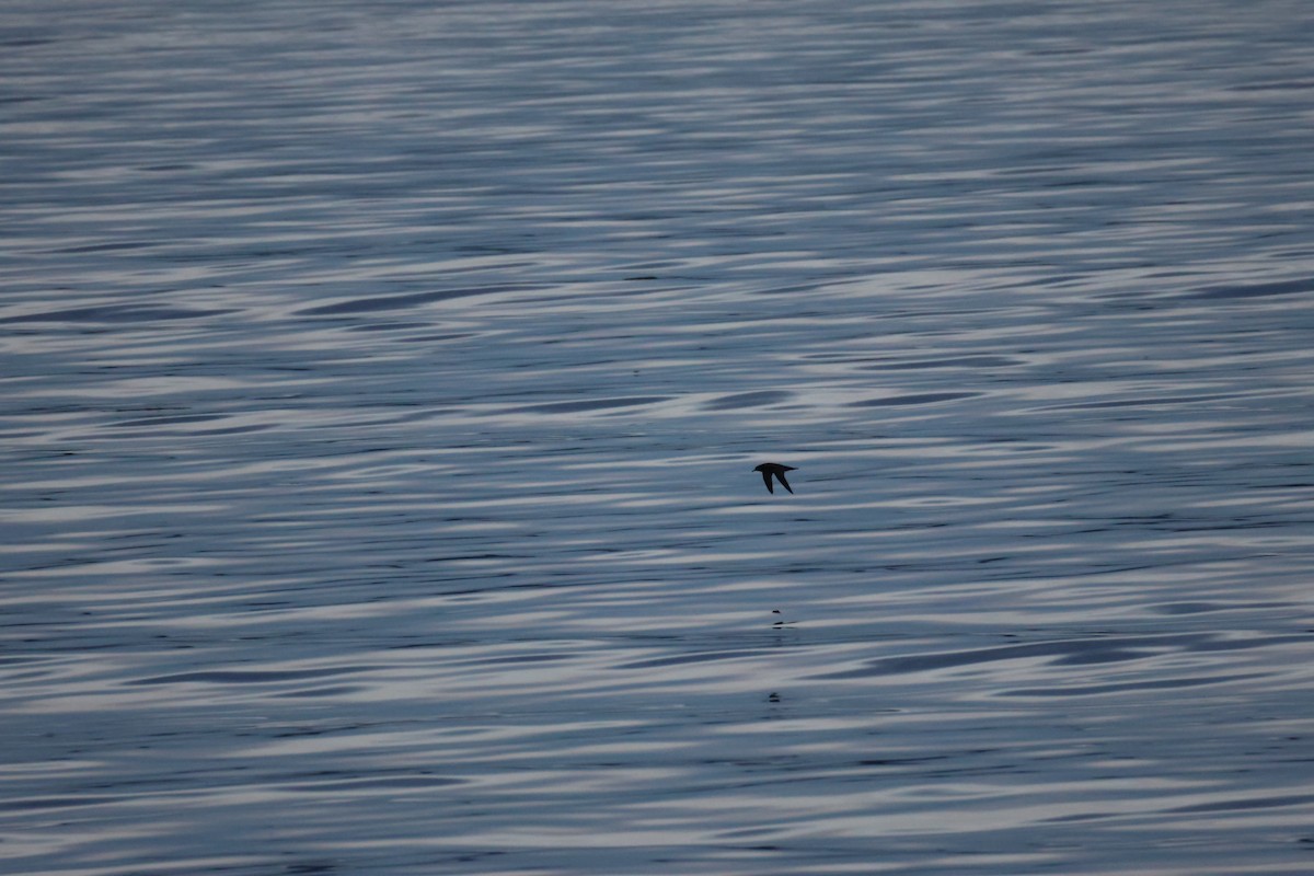 Short-tailed Shearwater - ML642746628