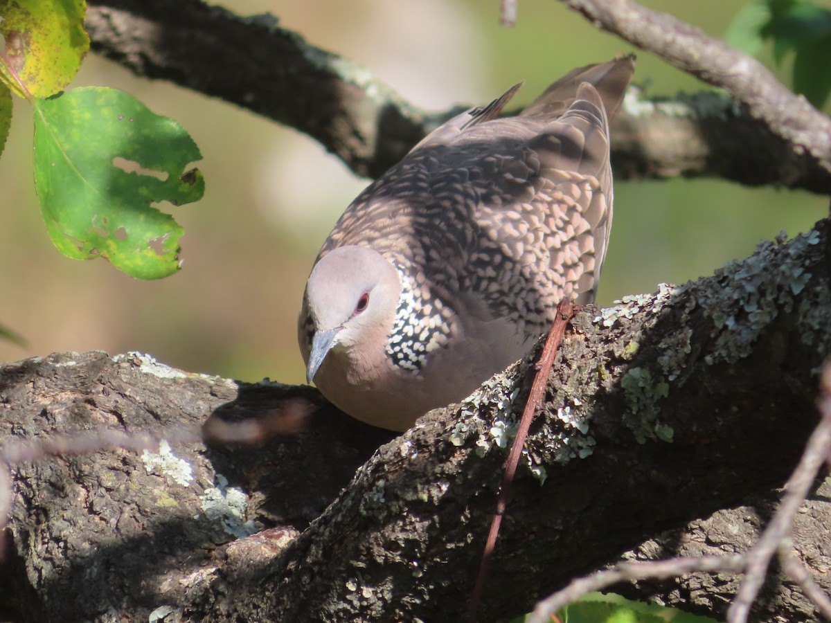 Spotted Dove - ML642746629