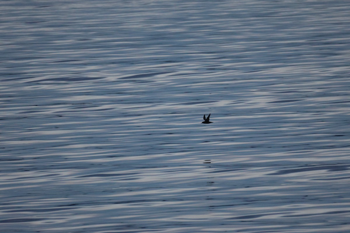 Short-tailed Shearwater - ML642746630