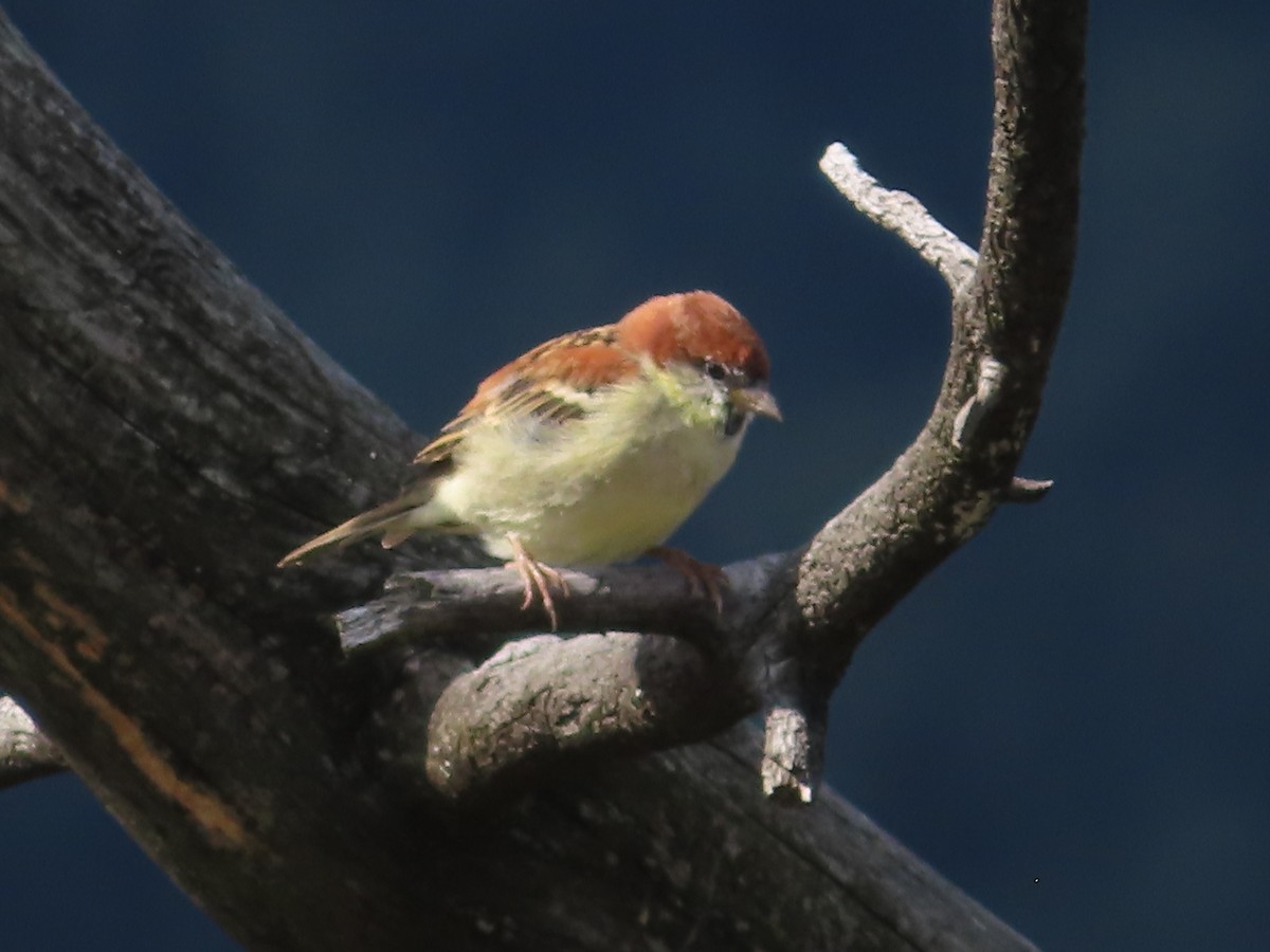 Russet Sparrow - ML642746640