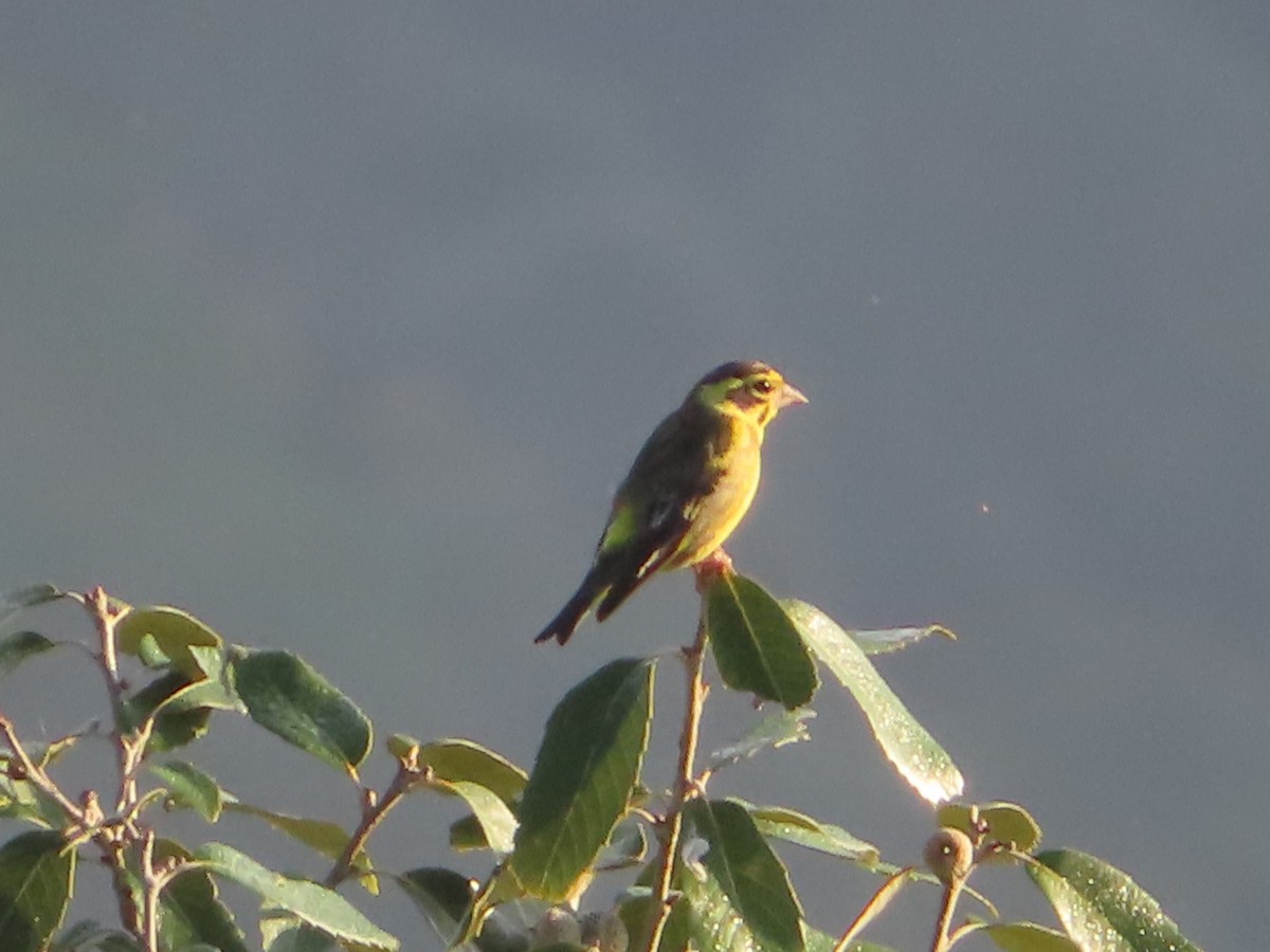 Yellow-breasted Greenfinch - ML642746665