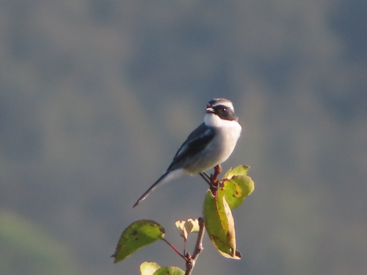 Gray Bushchat - ML642746690