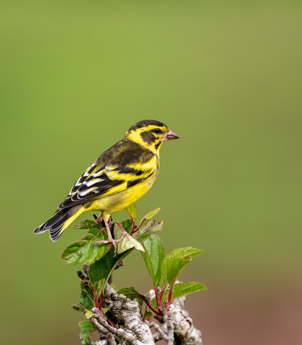 Yellow-breasted Greenfinch - ML642746695