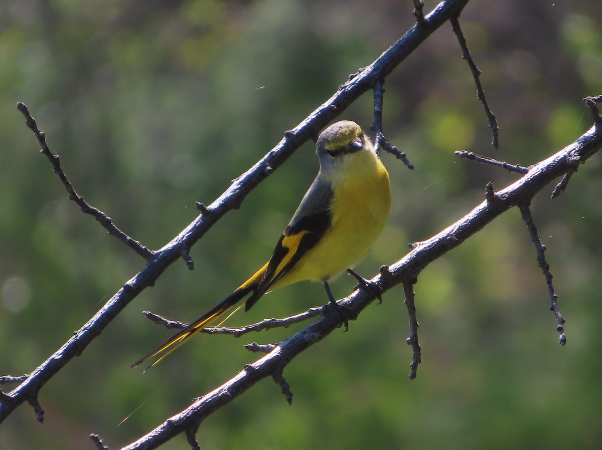 Long-tailed Minivet - ML642746739