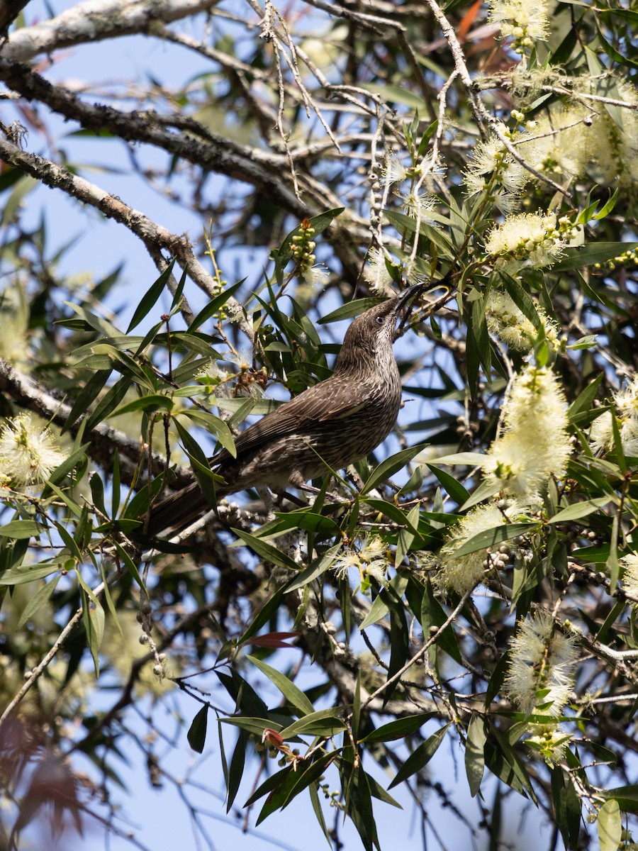 Little Wattlebird - ML642746741