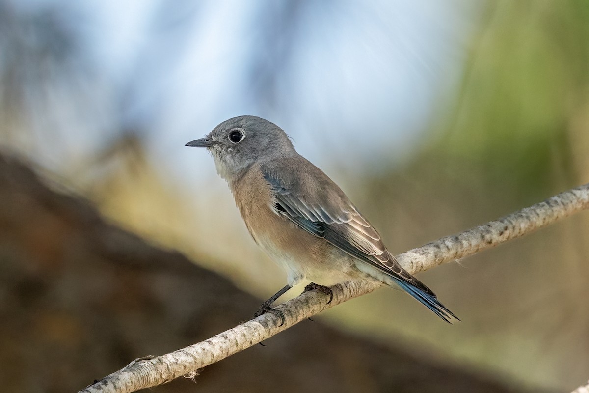 Western Bluebird - ML642746743