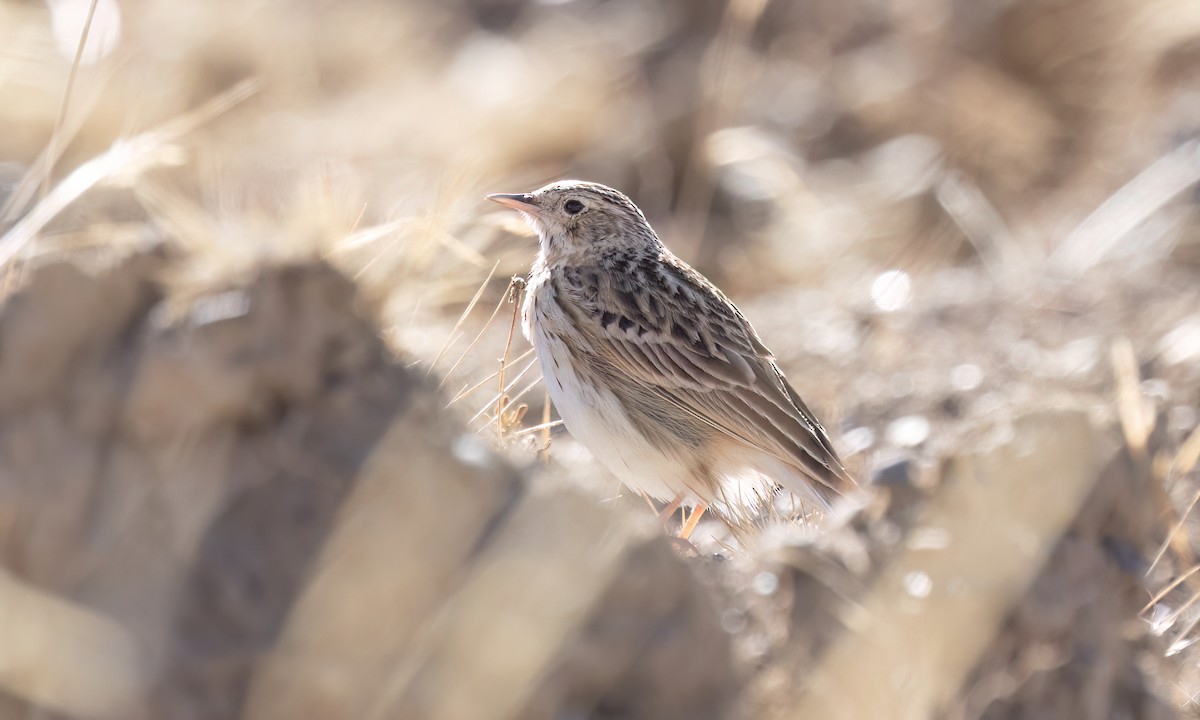 Puna Pipit - ML642746745