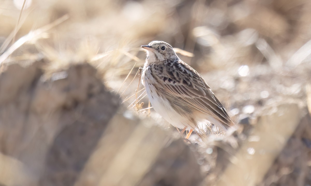 Puna Pipit - ML642746746