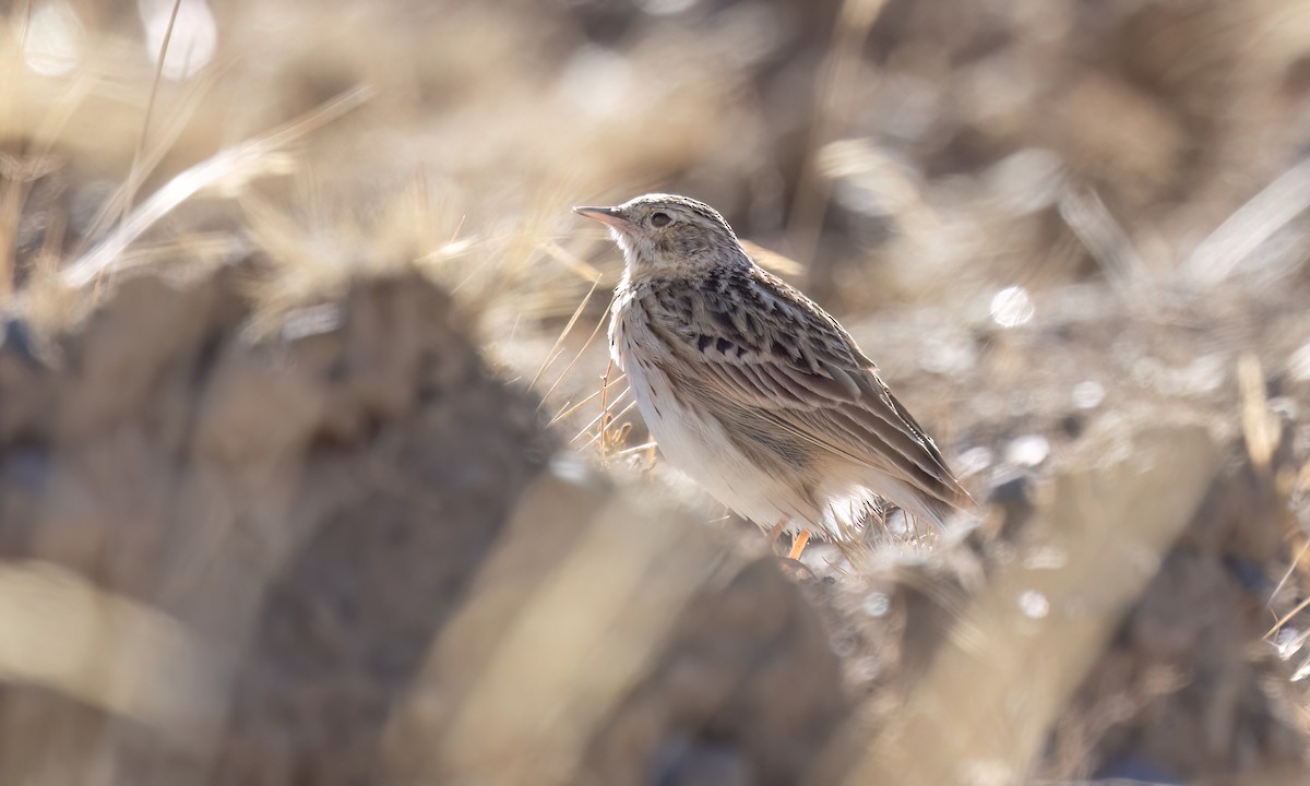 Puna Pipit - ML642746747