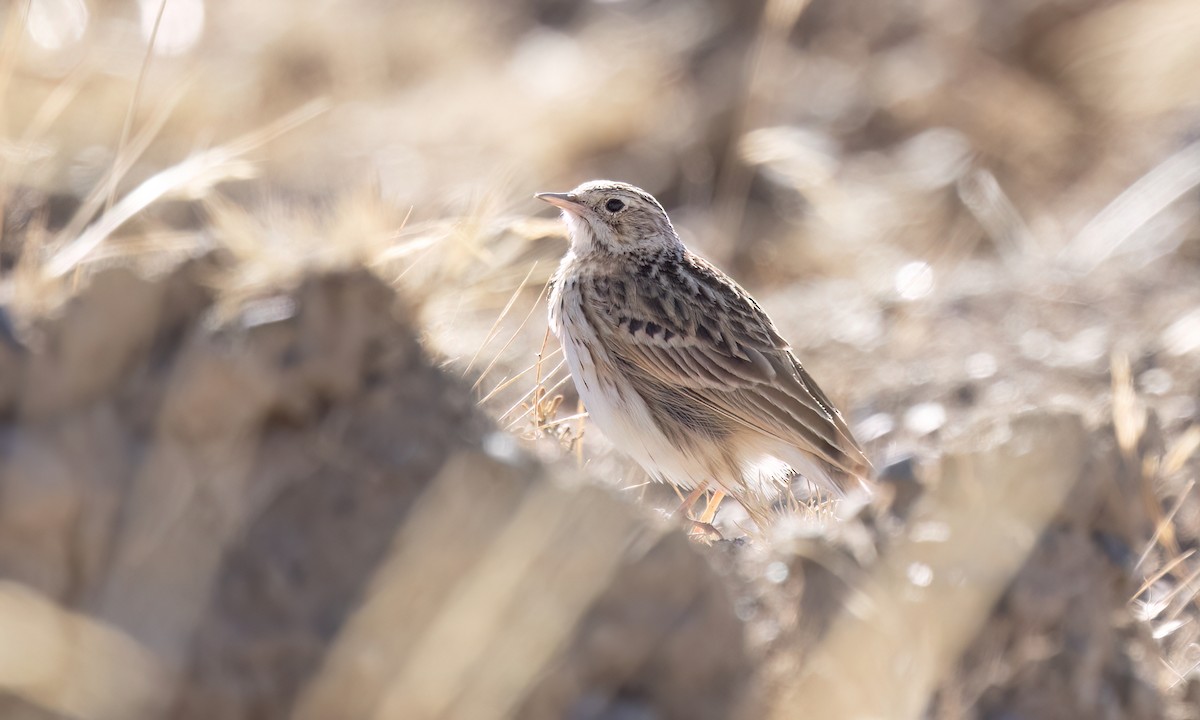 Puna Pipit - ML642746749