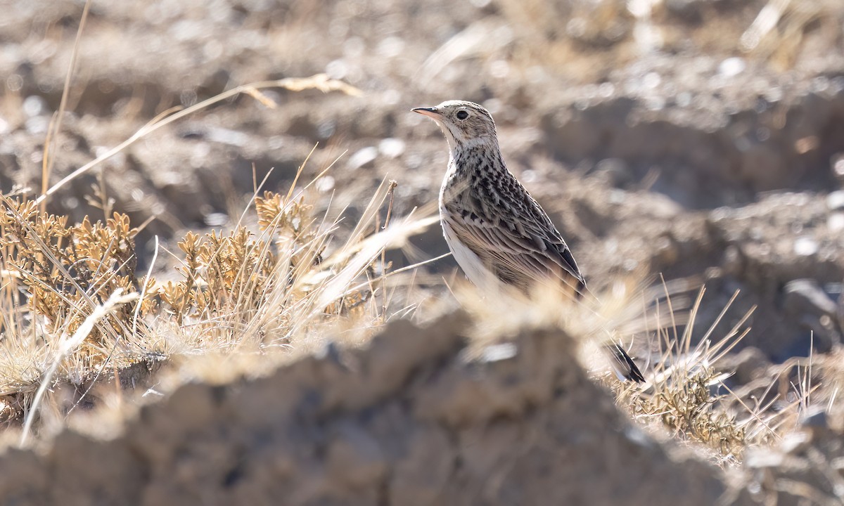 Puna Pipit - ML642746750