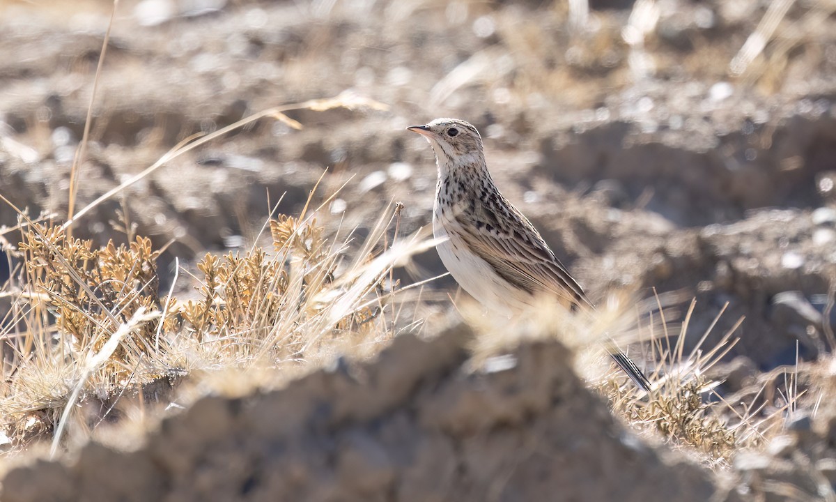 Puna Pipit - ML642746751