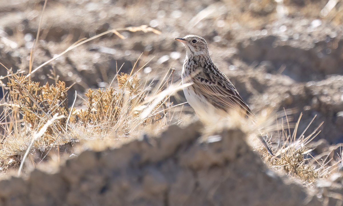 Puna Pipit - ML642746752