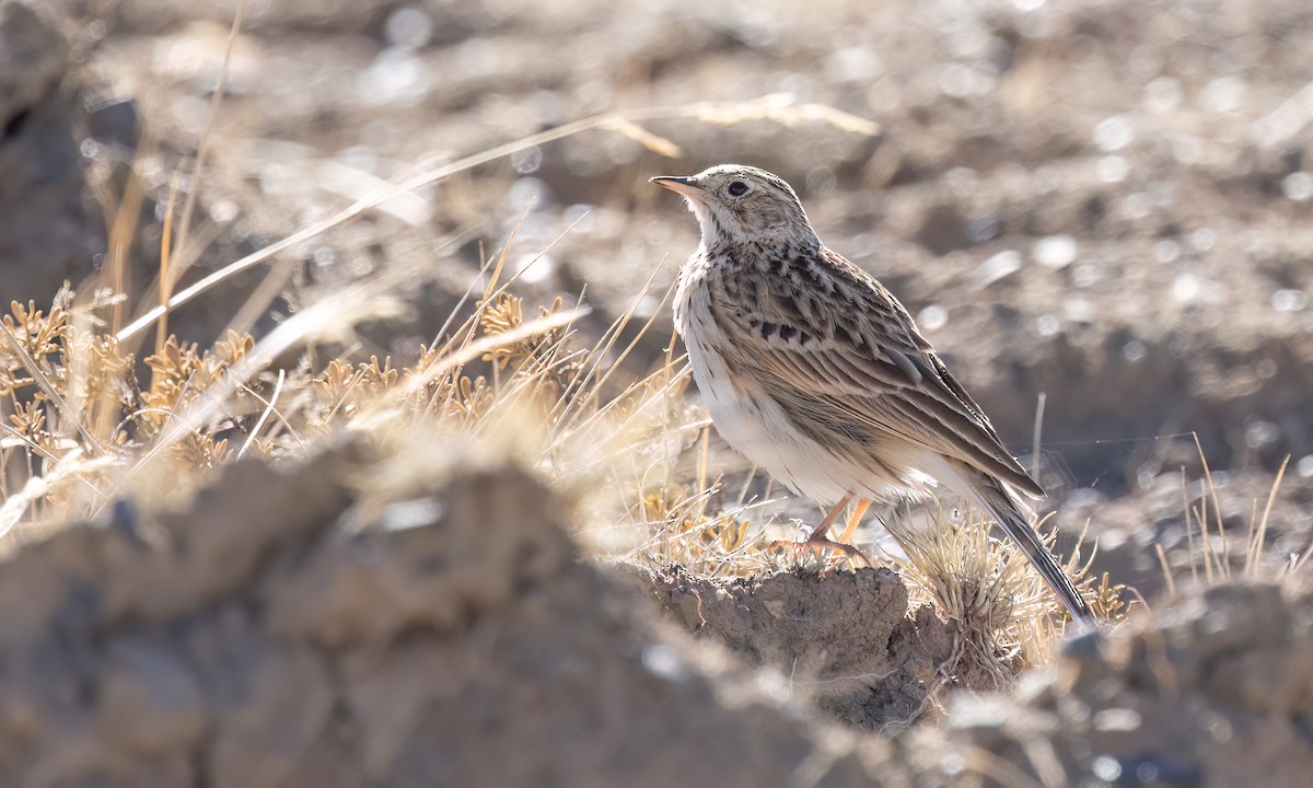 Puna Pipit - ML642746753