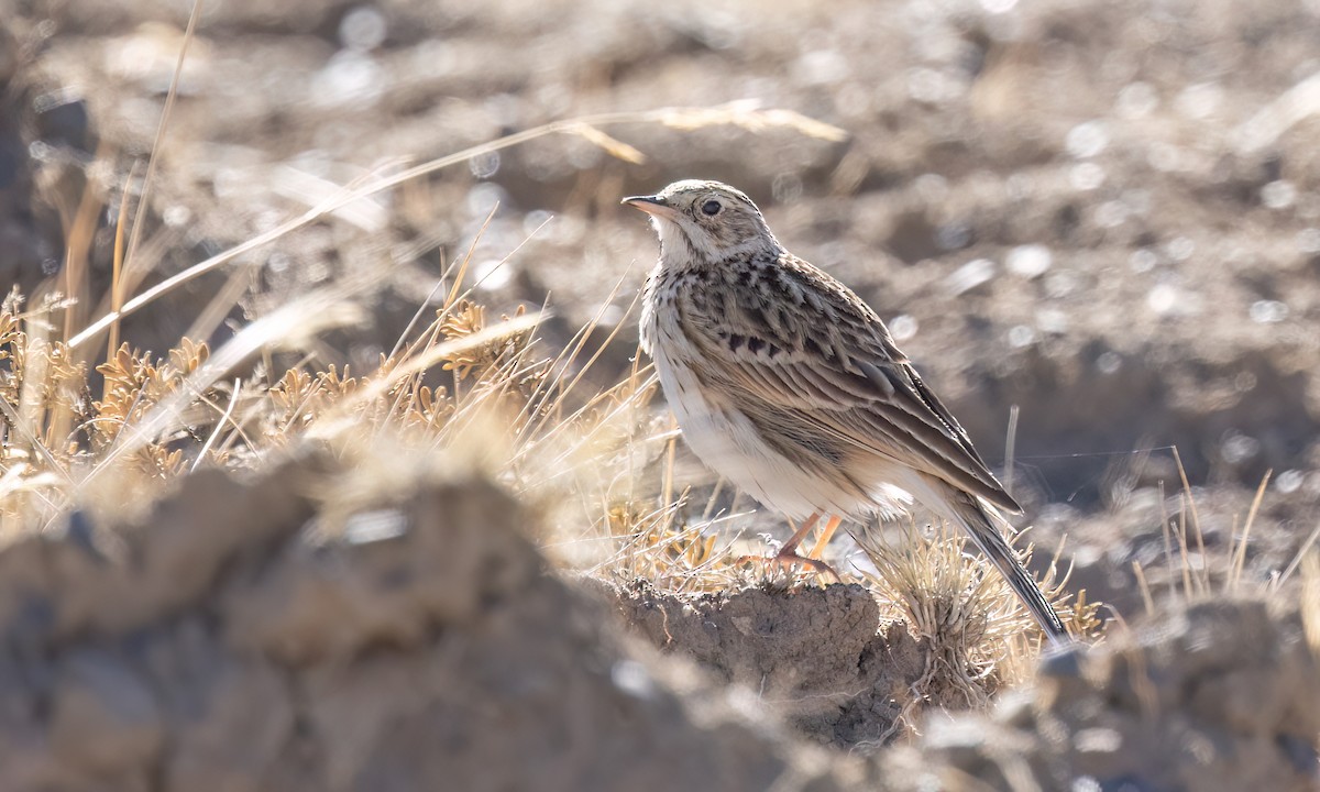 Puna Pipit - ML642746754