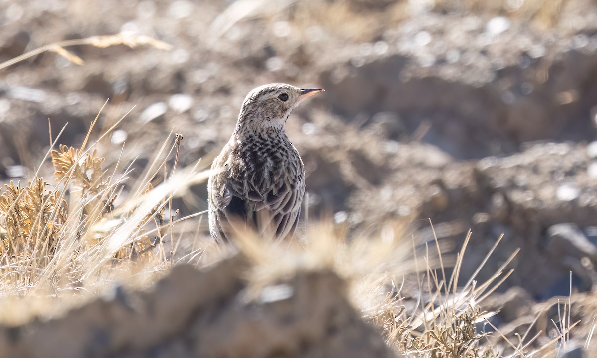 Puna Pipit - ML642746755