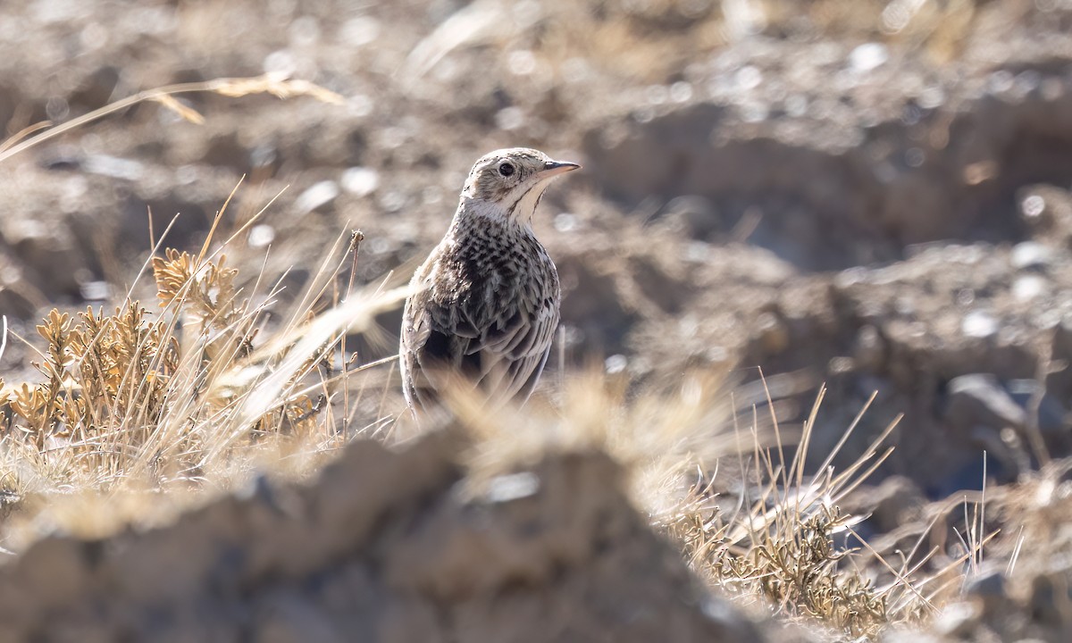 Puna Pipit - ML642746756