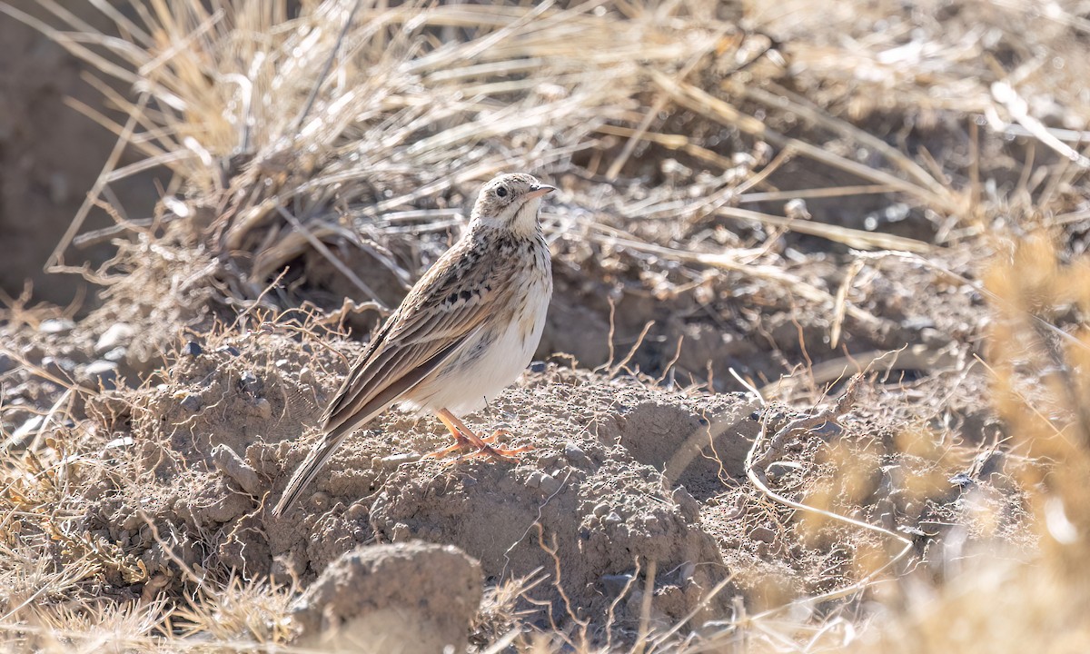 Puna Pipit - ML642746757