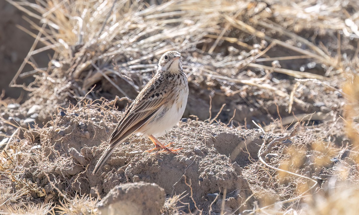 Puna Pipit - ML642746758