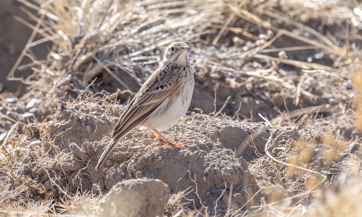 Puna Pipit - ML642746759