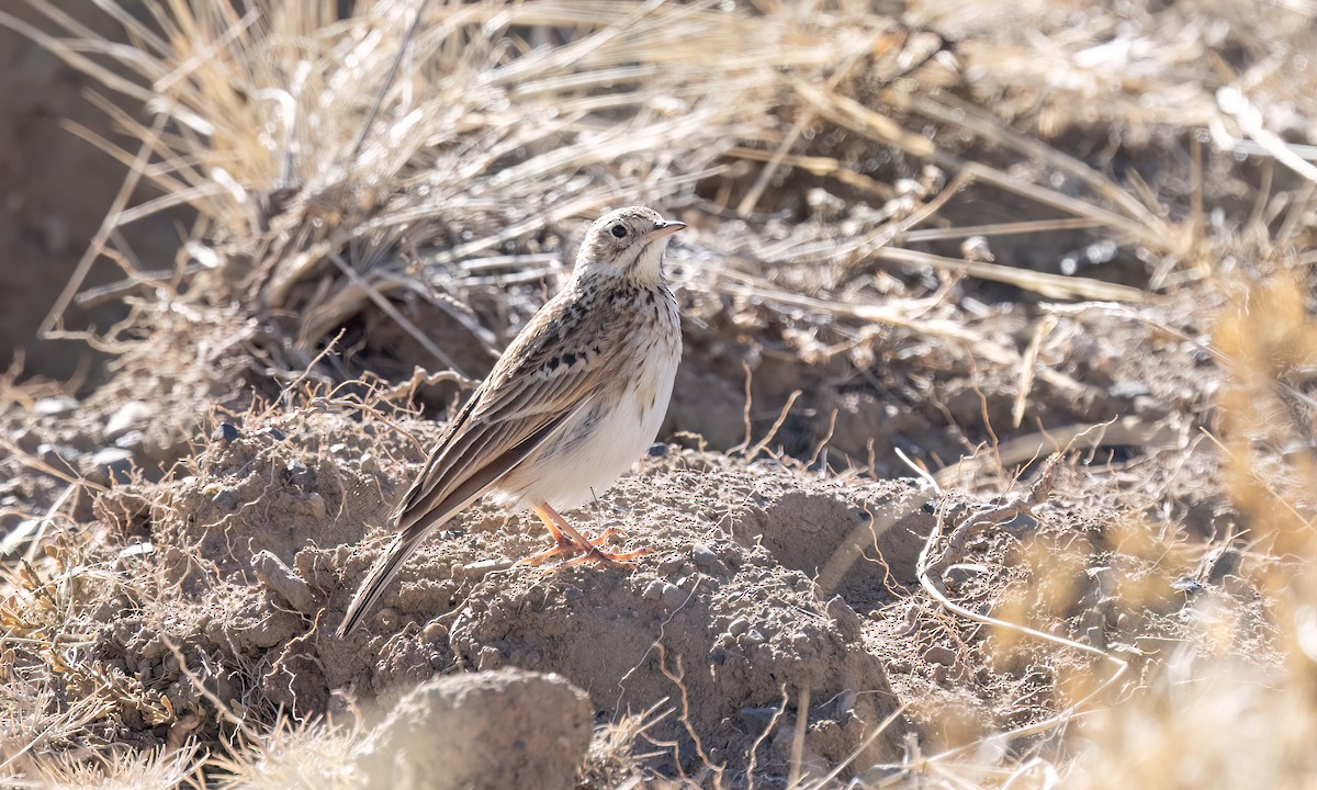 Puna Pipit - ML642746760