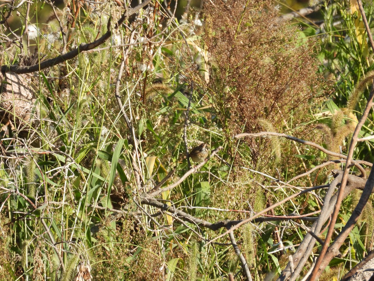Lincoln's Sparrow - ML642746761