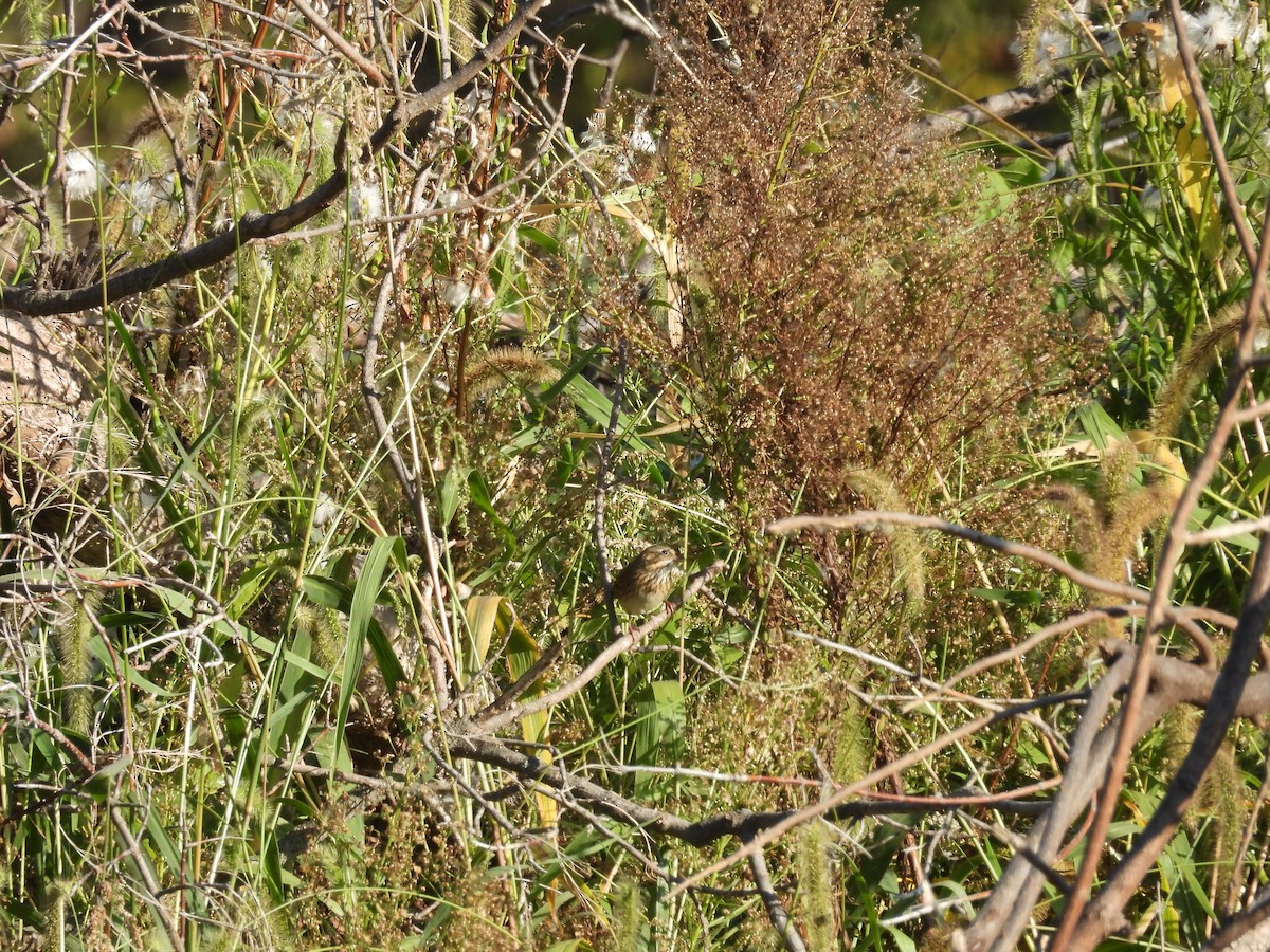 Lincoln's Sparrow - ML642746762