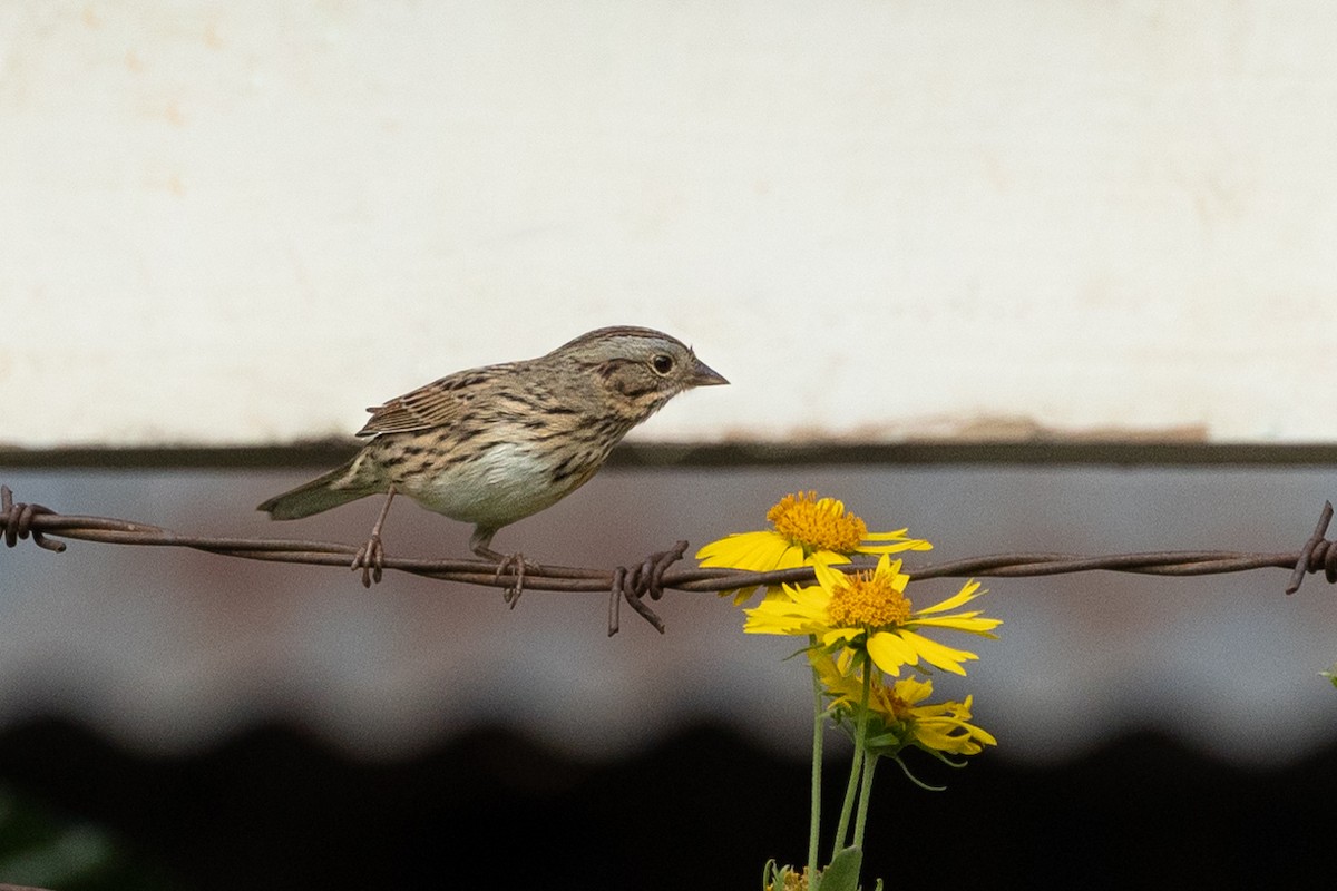 Lincoln's Sparrow - ML642746767