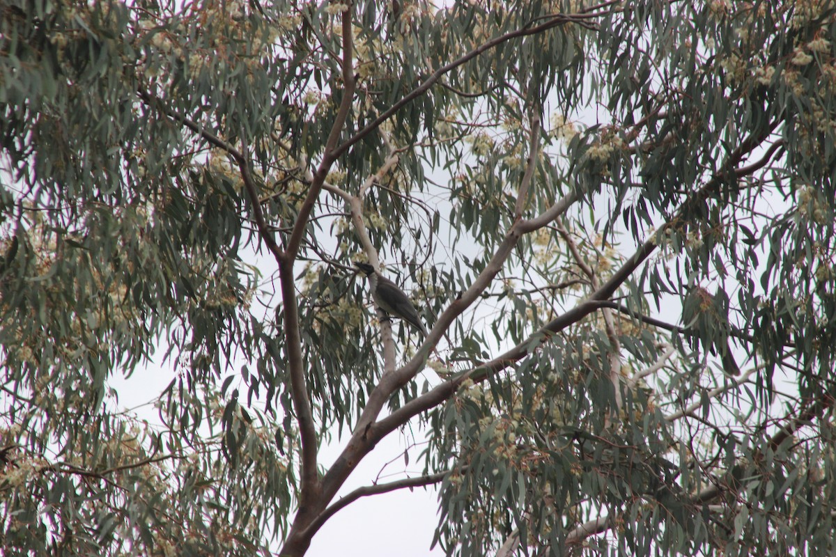 Noisy Friarbird - ML642746773