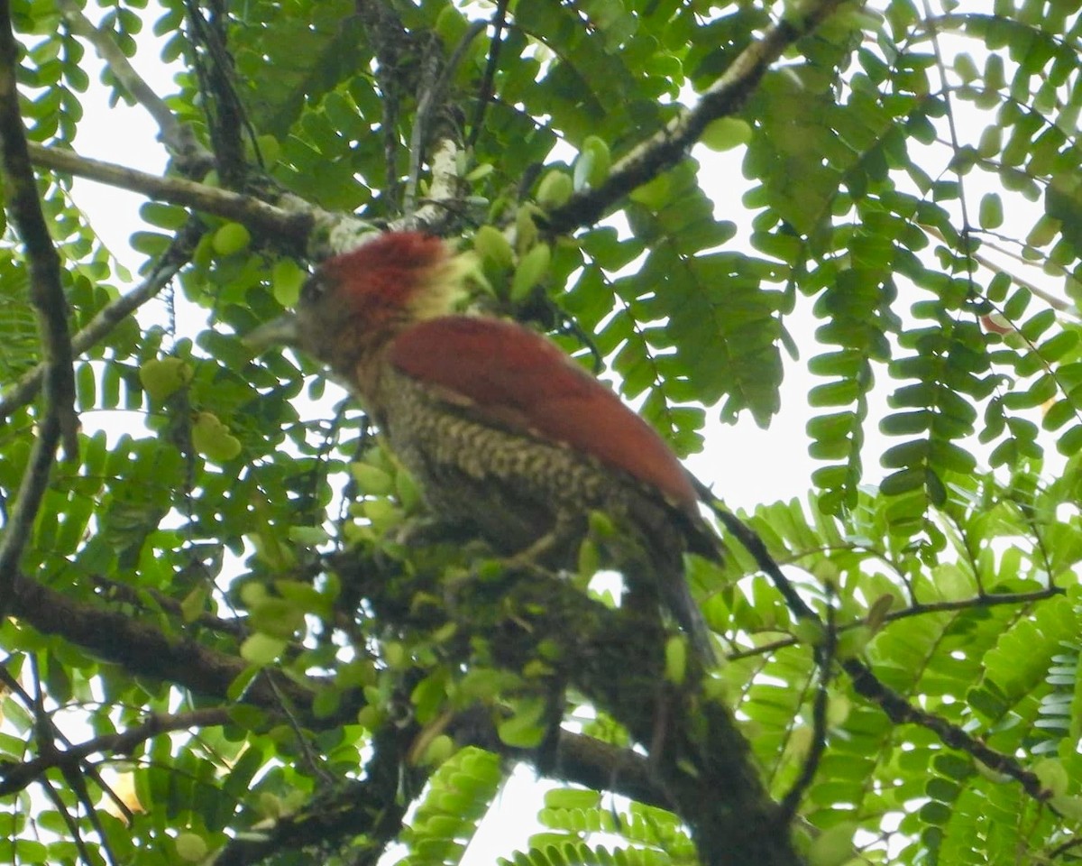 Banded Woodpecker - ML642746774