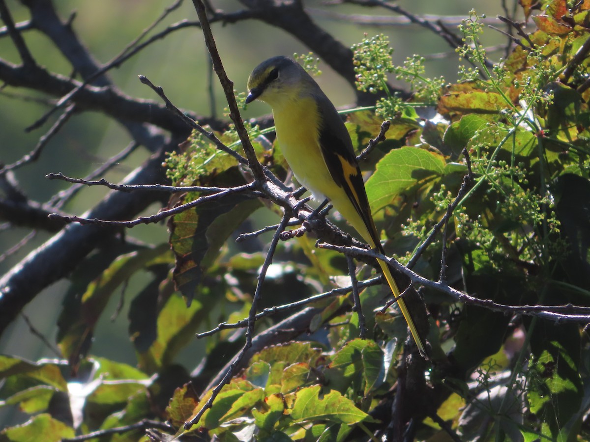 Long-tailed Minivet - ML642746775