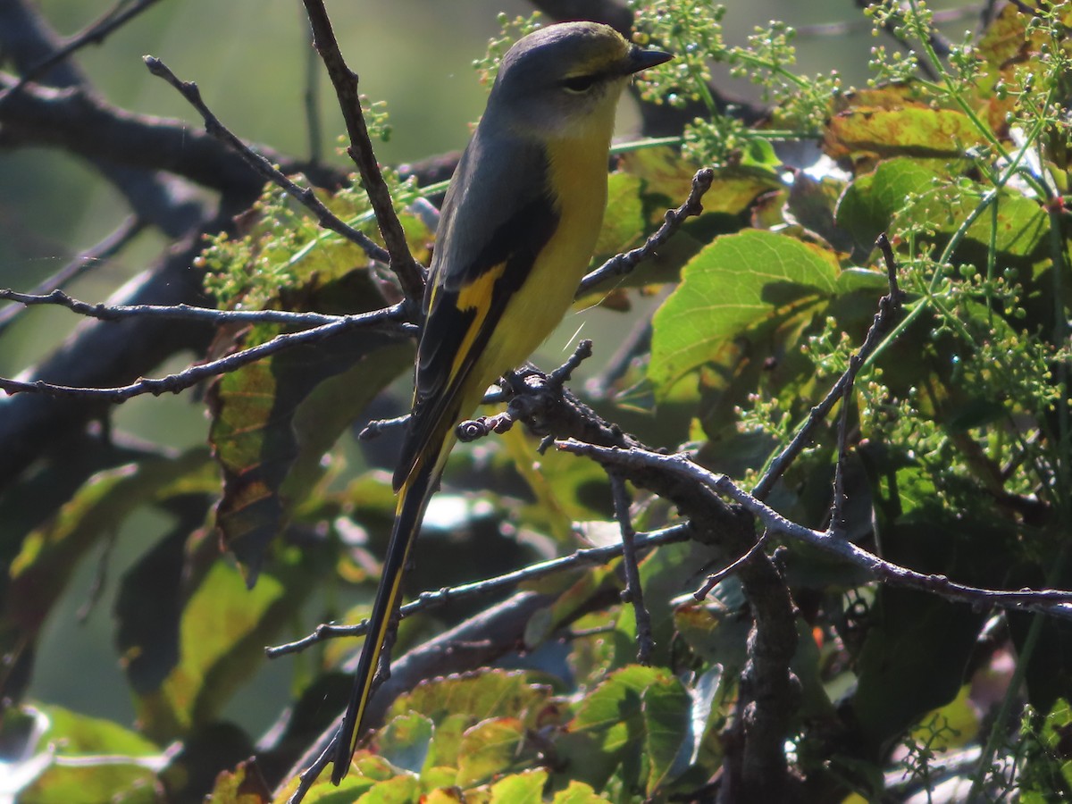Long-tailed Minivet - ML642746776