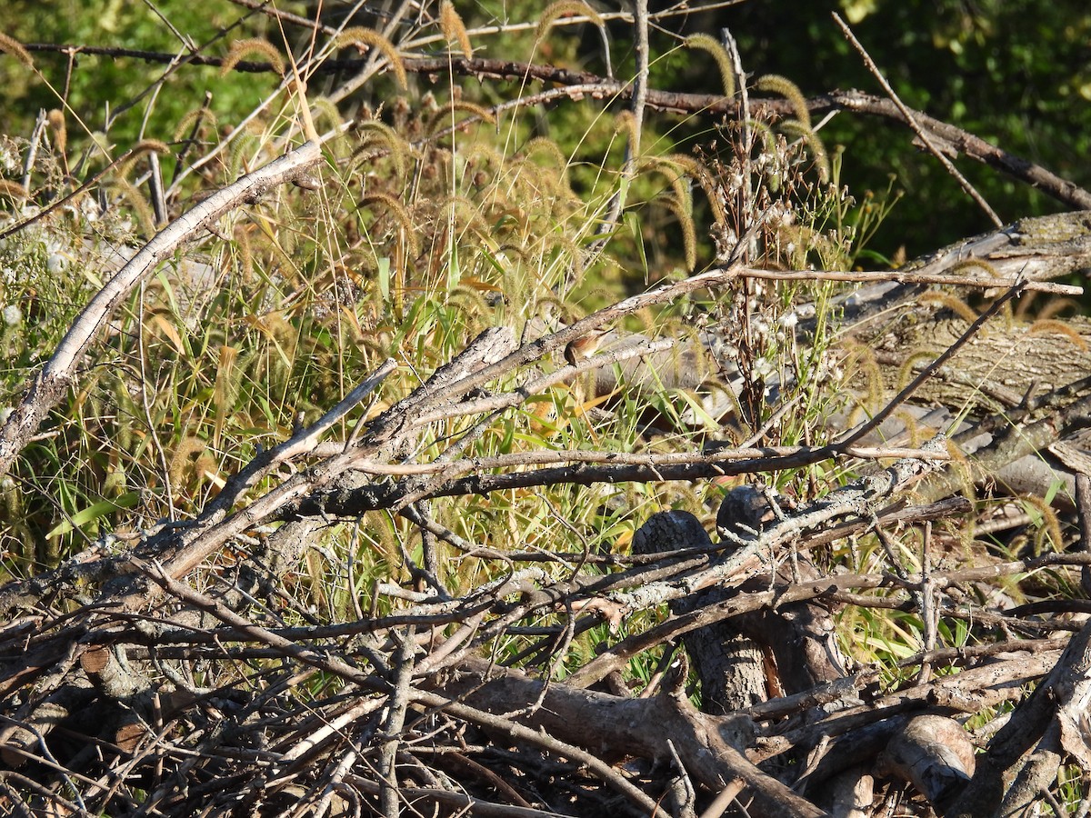 Swamp Sparrow - ML642746778