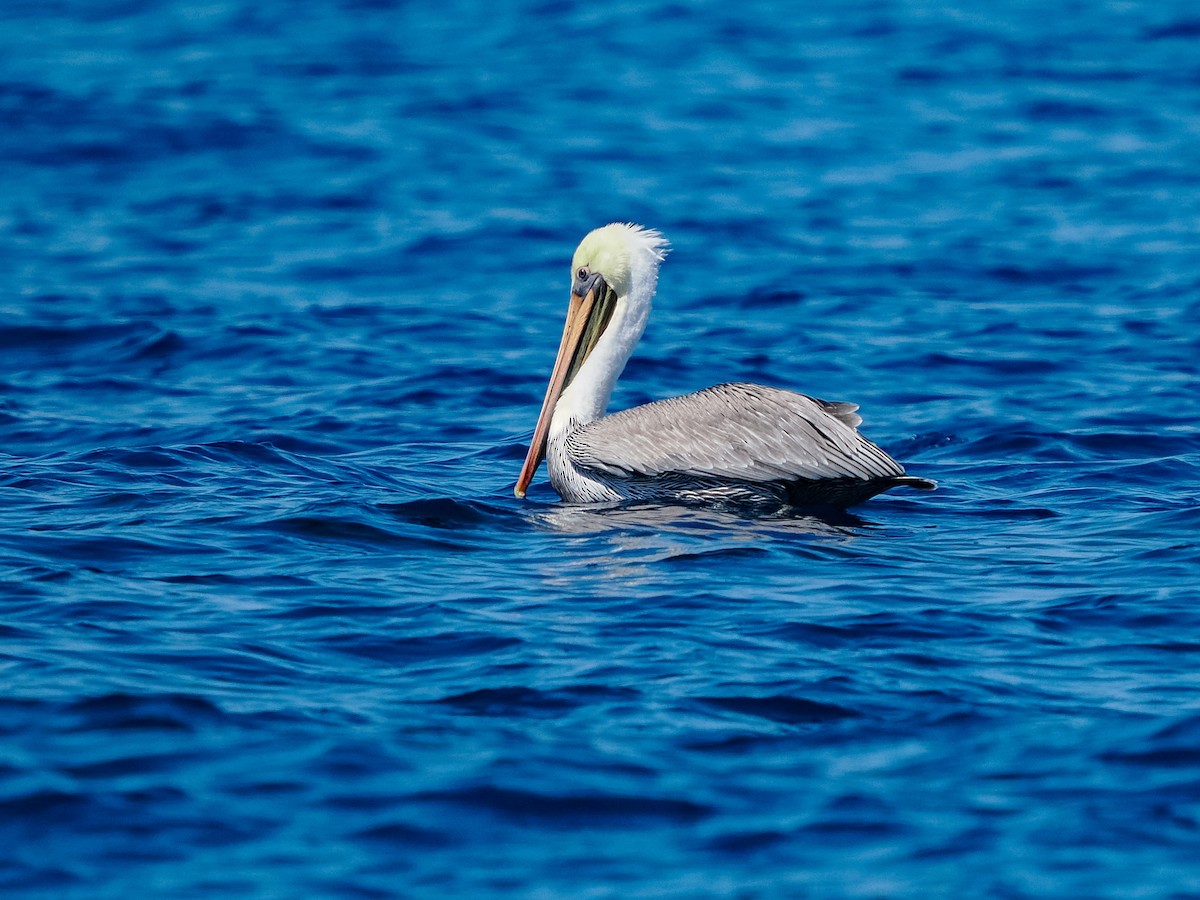 Brown Pelican - ML642746779