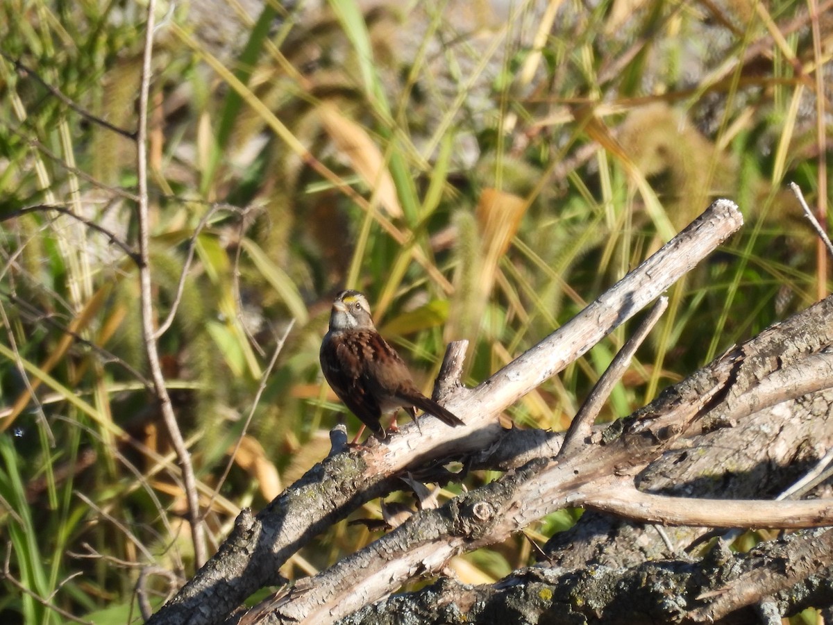 White-throated Sparrow - ML642746794