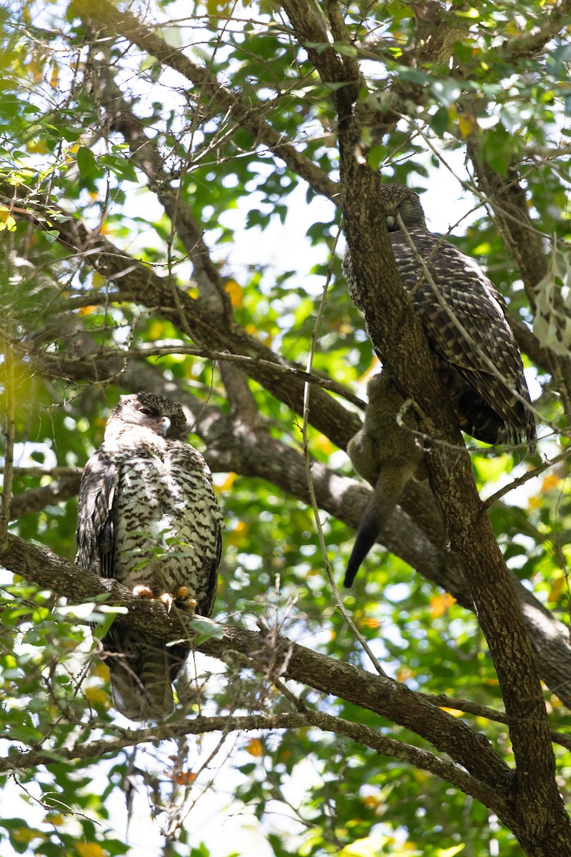 Powerful Owl - ML642746796