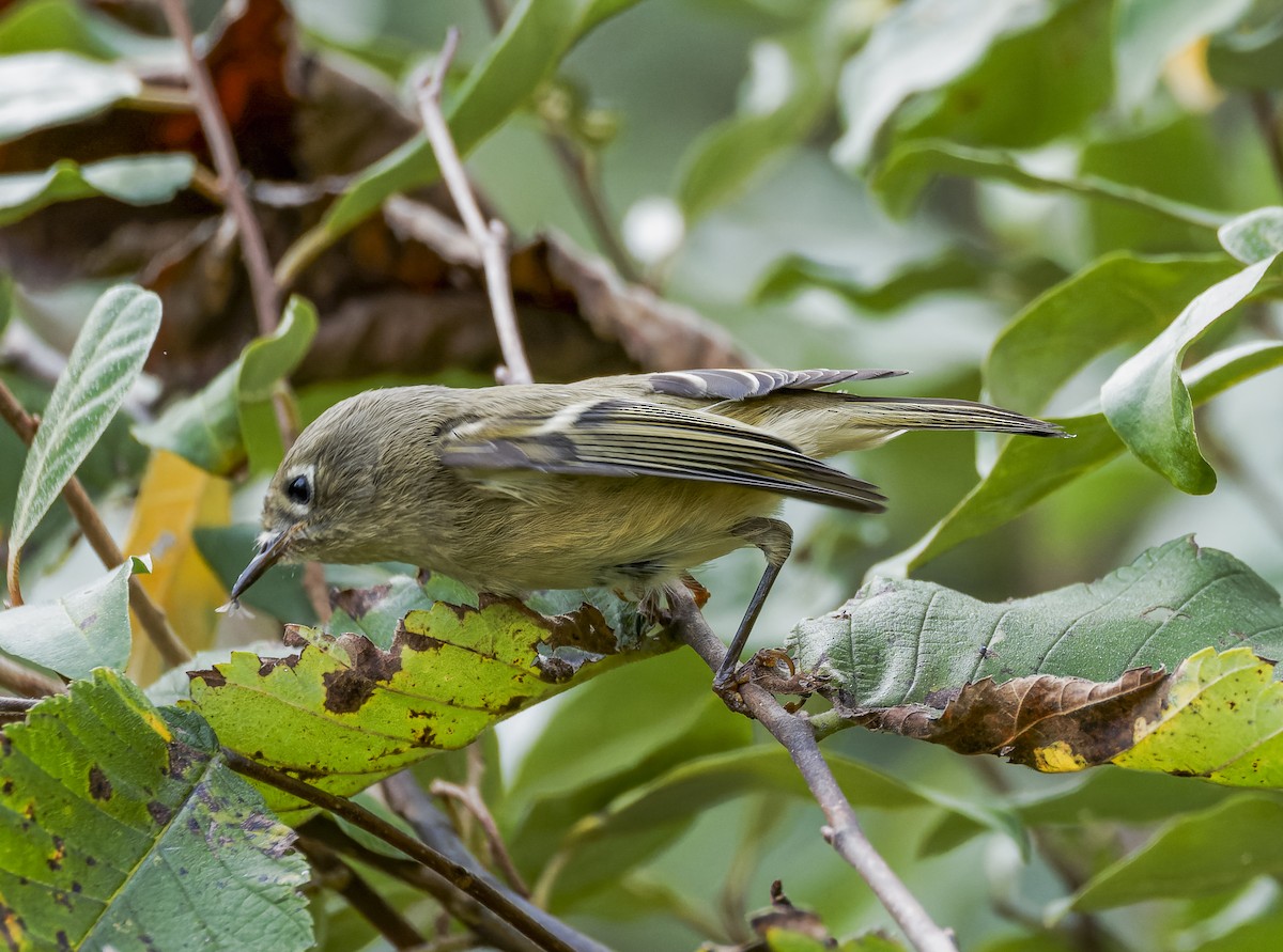 Ruby-crowned Kinglet - ML642746849