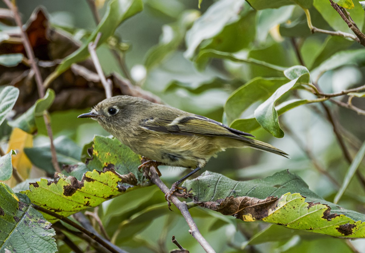 Ruby-crowned Kinglet - ML642746850