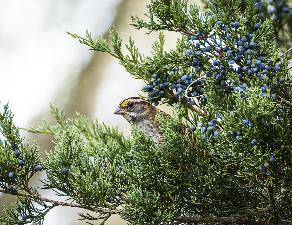 White-throated Sparrow - ML642746865